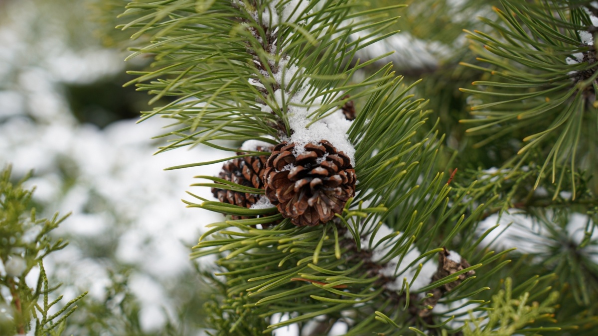Светлана Мулыкина📷
