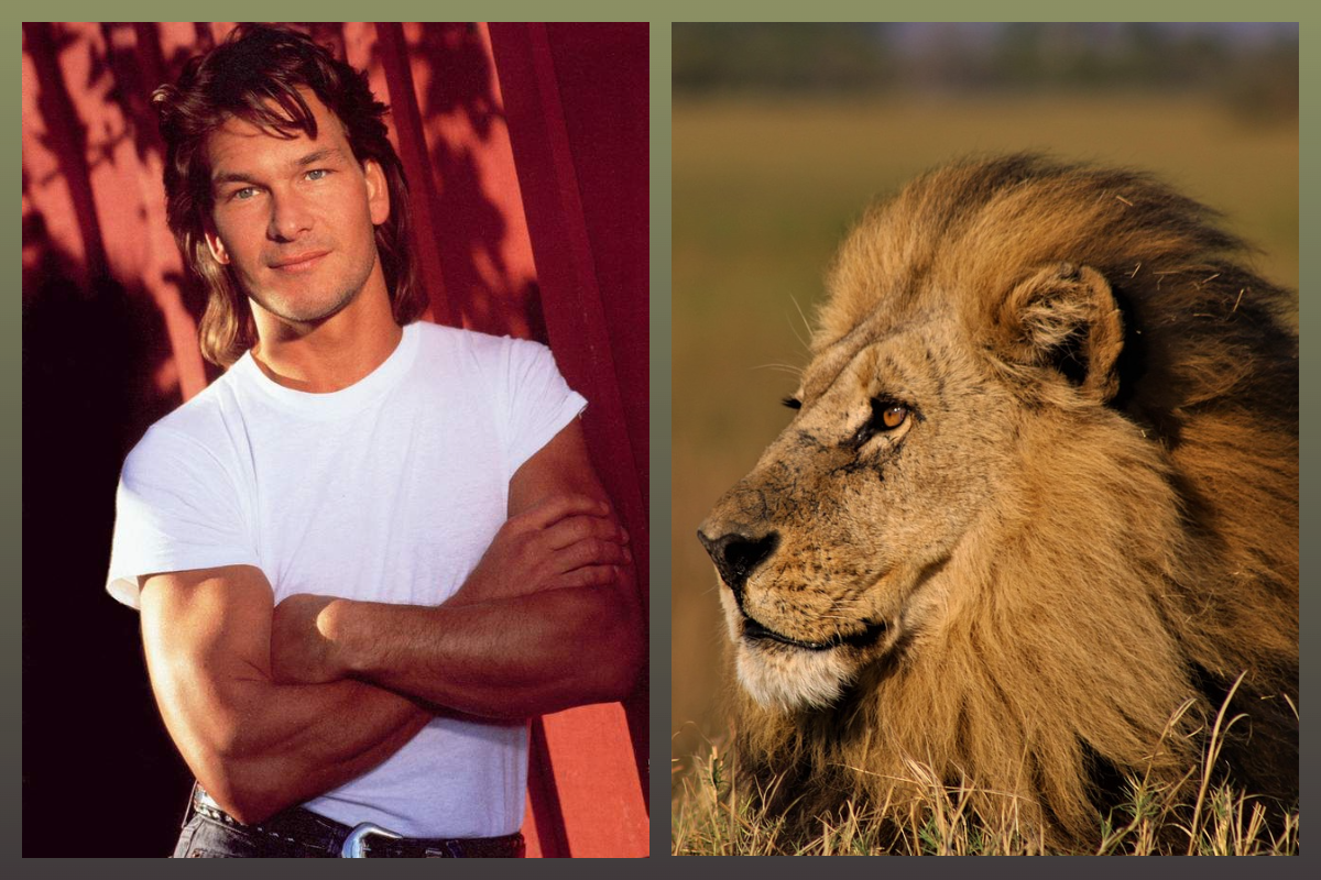 Актер Патрик Суэйзи (1952-2009) - именинник дня/Лев-pixabay.com