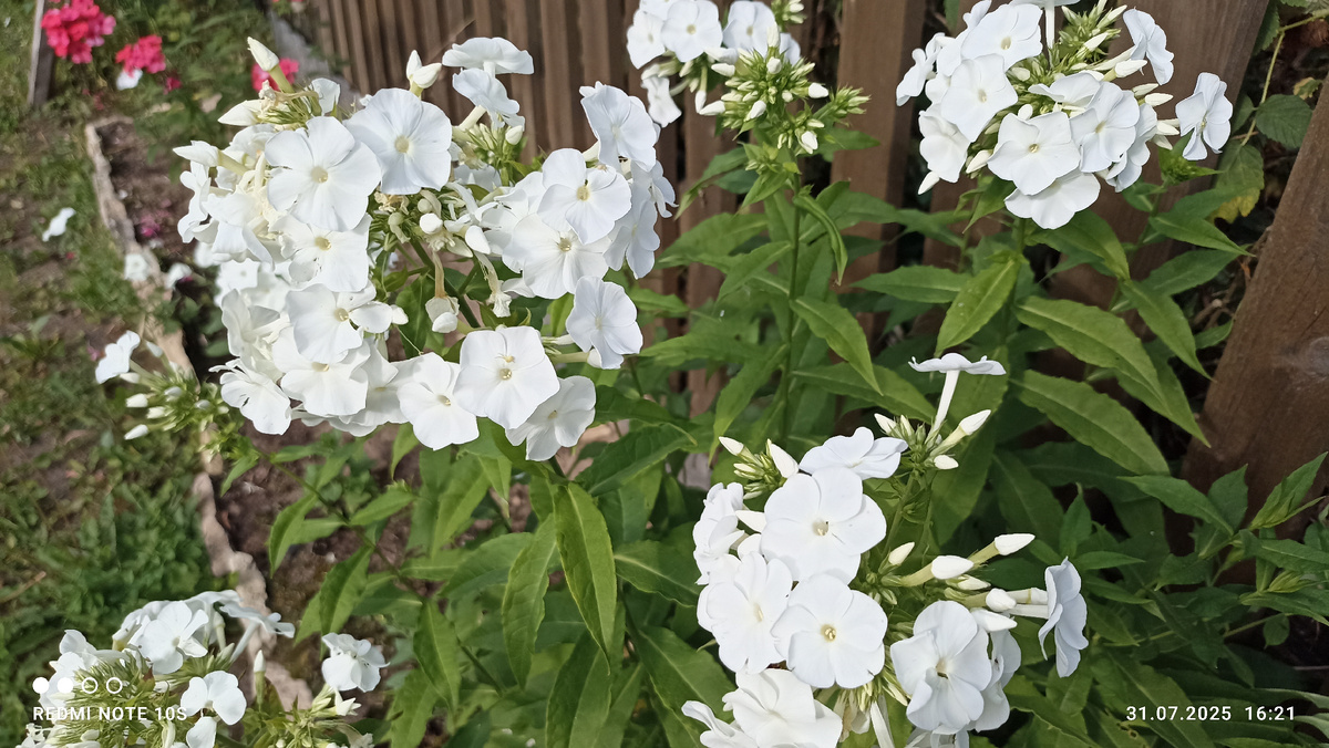 Флоксы. Фото автора.