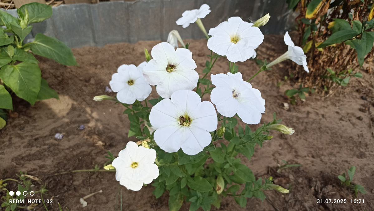 Петунии ,, Белый шар. ,, Фото автора.