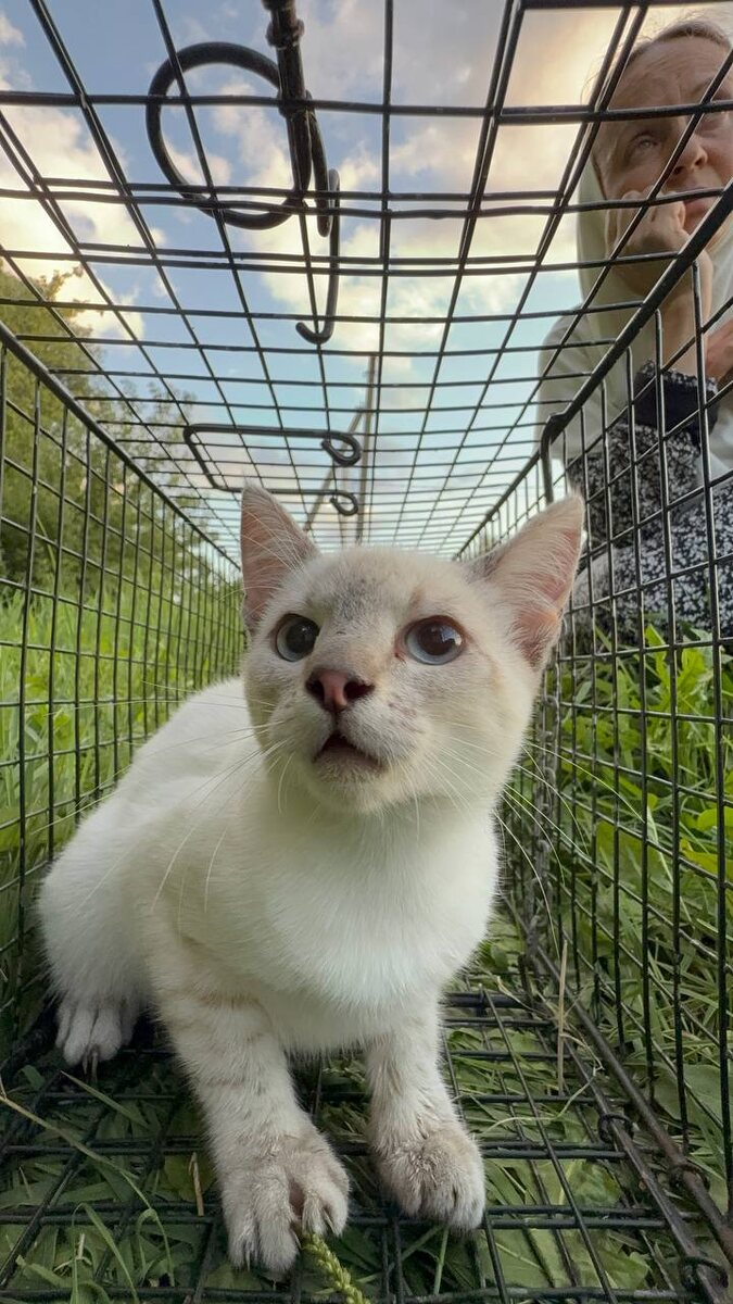 Вот такого красивущего испуганного кота с сиамским окрасом поймали мы на с монахиней на монастырской территории, чтобы спасти от "вывоза". Фото из архива автора