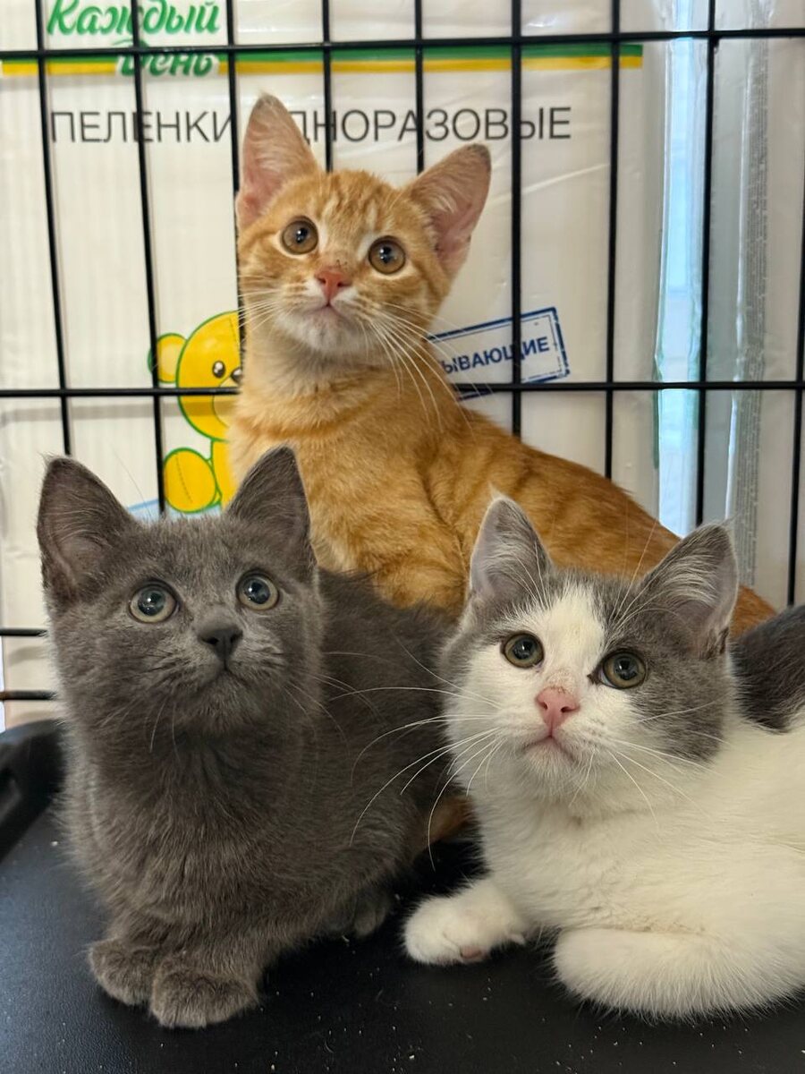 Глаза чистst? невинные и наивные. Хорошо, что они не понимаютречи и не знают, как с ними хотели обойтись. Фото из архива автора