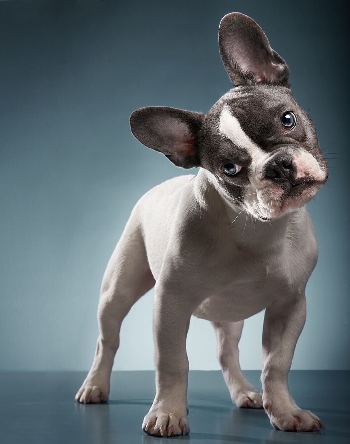 Французский бульдог - характер, особенности породы, содержание в квартире