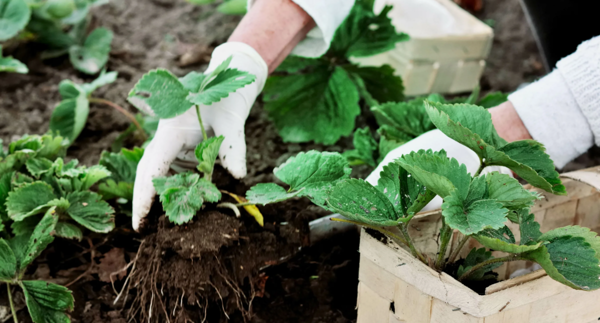 осенняя посадка кустов клубники