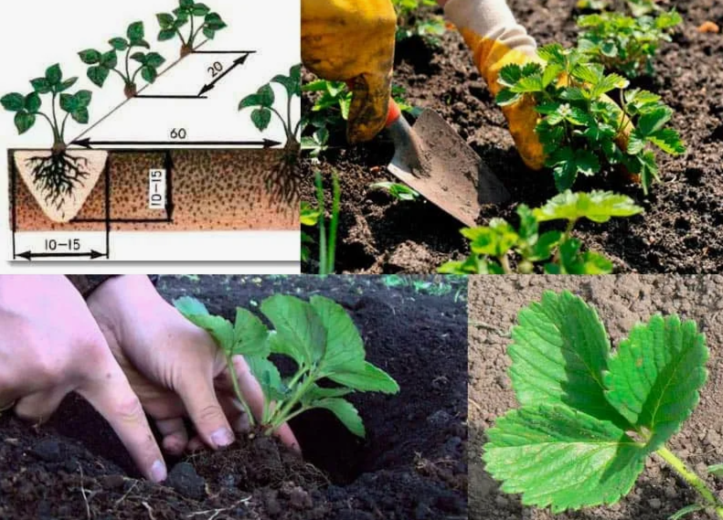 высадка осенью кустов клубники в заправленную грядку