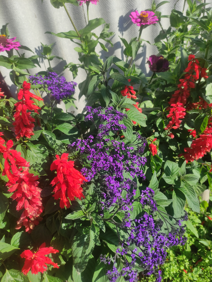 Сальвия и гелиотроп здорово смотрятся рядом. Второй год делаю бордюр из них и цинию добавляю. 