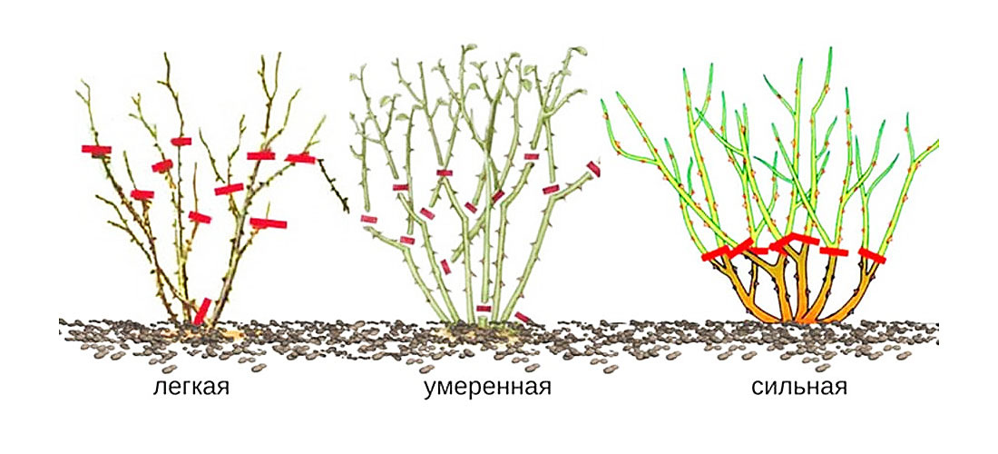 Схема обрезки роз перед зимой