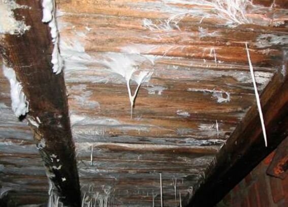 Вот что делается в не отапливаемом подполе