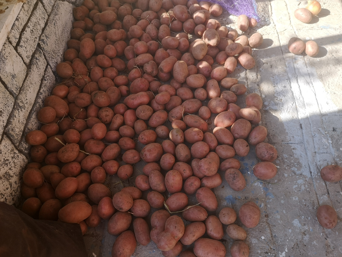 Похоже, что сорт Родриго