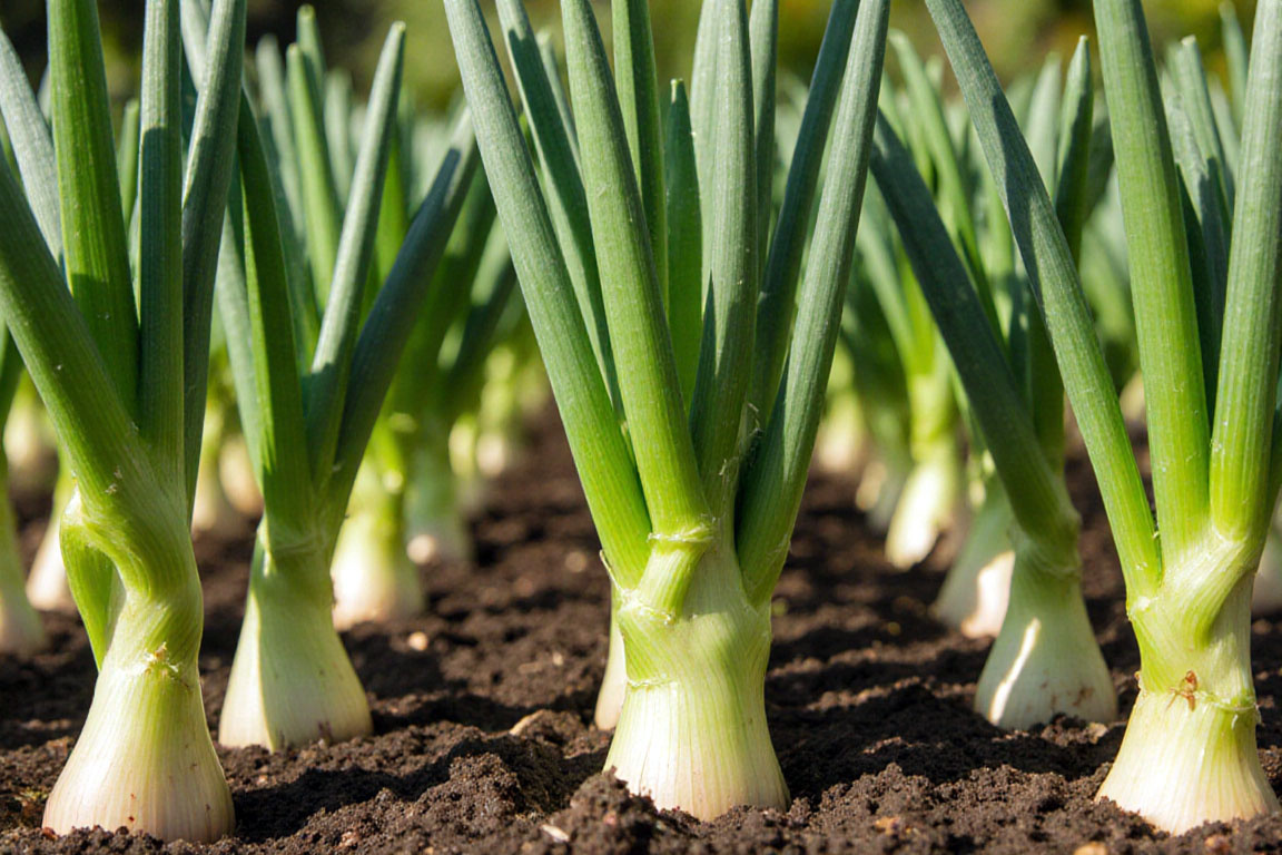 Правильная схема посадки и уход — половина успеха. С тех пор я не сажаю лук «впритык».