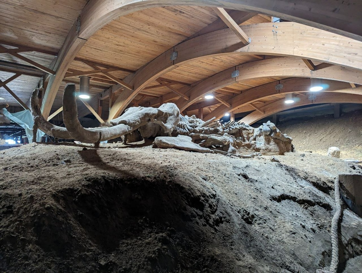 Есть и такой экспонат — мамонт Вика, которой около миллиона лет. Скелет обнаружили в 2009 году во время работ на ближайшей от Виминациума ТЭЦ