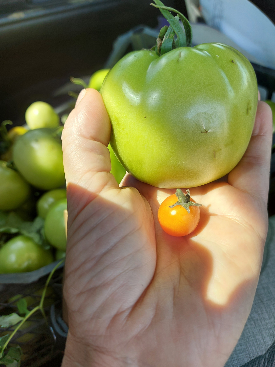 Сорт "верочка", шикарные томаты, все как теннисный мяч, и много, а рядом сорт "каменный цветок" 