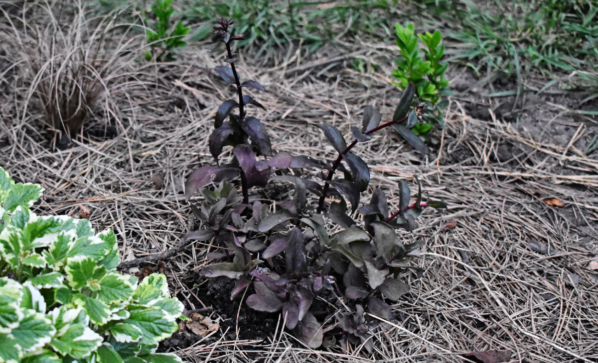 Очиток "Purple Emperor" в свое лучшее время в моем саду