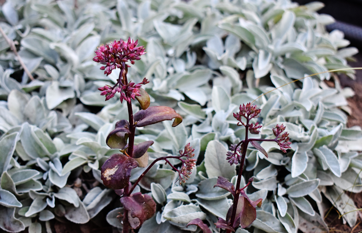 Мой очиток "Purple Emperor" сейчас. Жив и то хорошо.