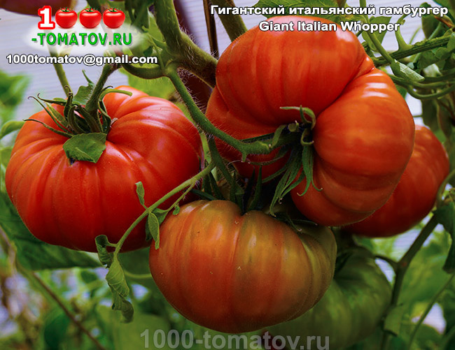 Томат Гигантский итальянский гамбургер Giant Italian Whopper фото 1