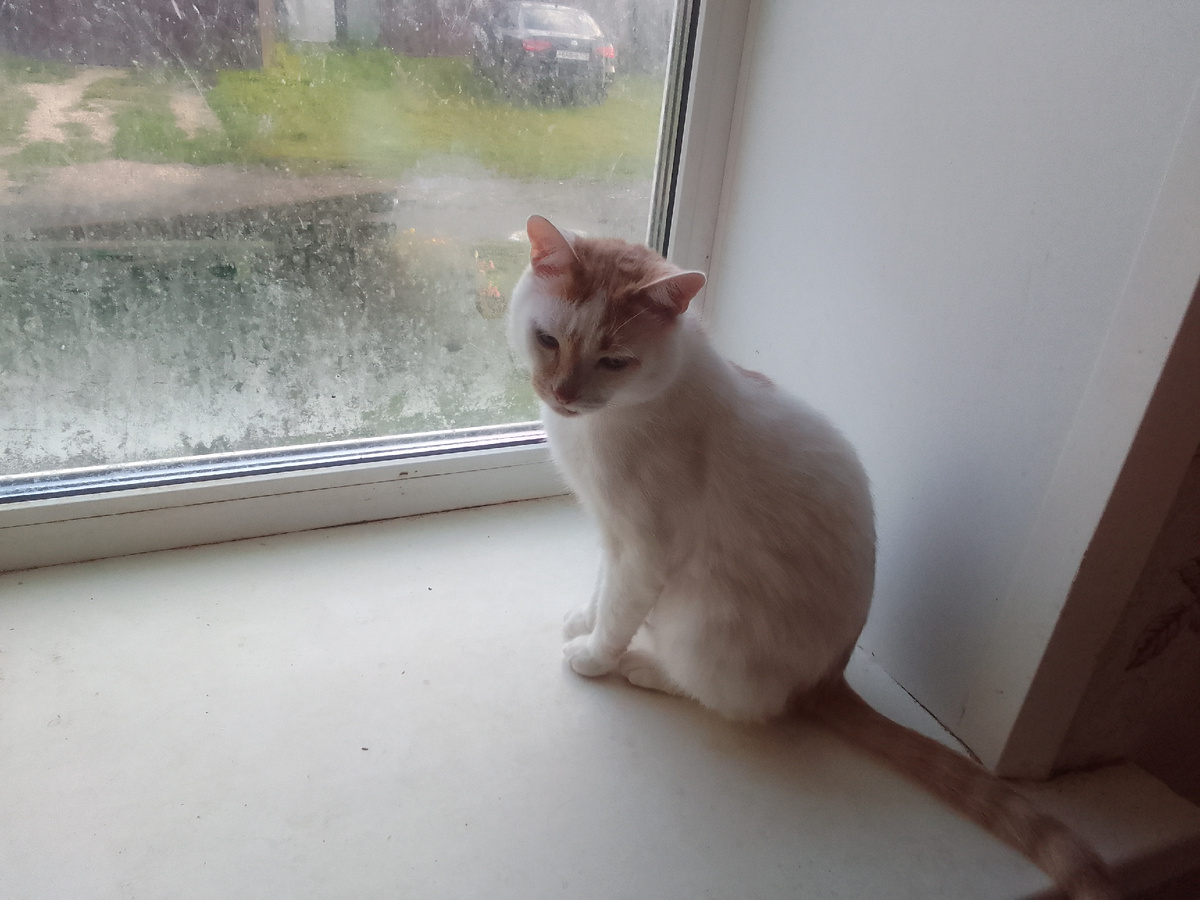 Юрка. Византийский, эгейский белый с пегими пятнами кот. Такие коты типичны для эгейской или византийской аборигенной популяции кошек. Но в Византии были и другие популяции кошек. 