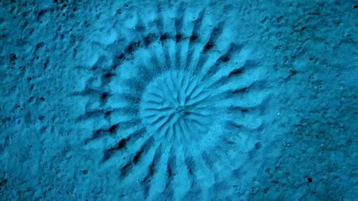 Фото взято из открытого доступа.