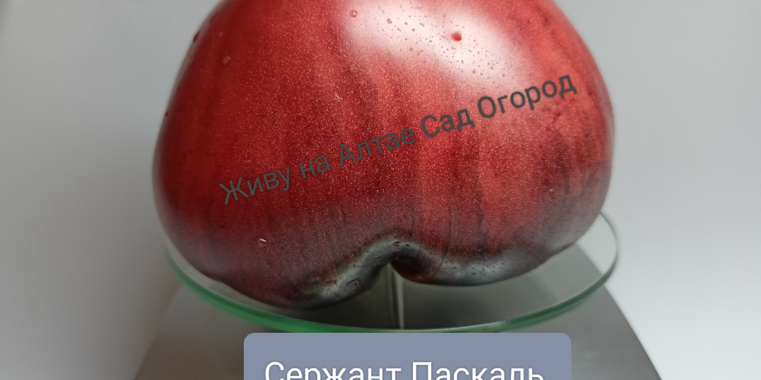 Обзор новых сортов: Роза де Бихор, Радуга Леприкона, Париж, Сердце Бенни, Пендинны сердце, Сердце быка Силано, Сержант Паскаль