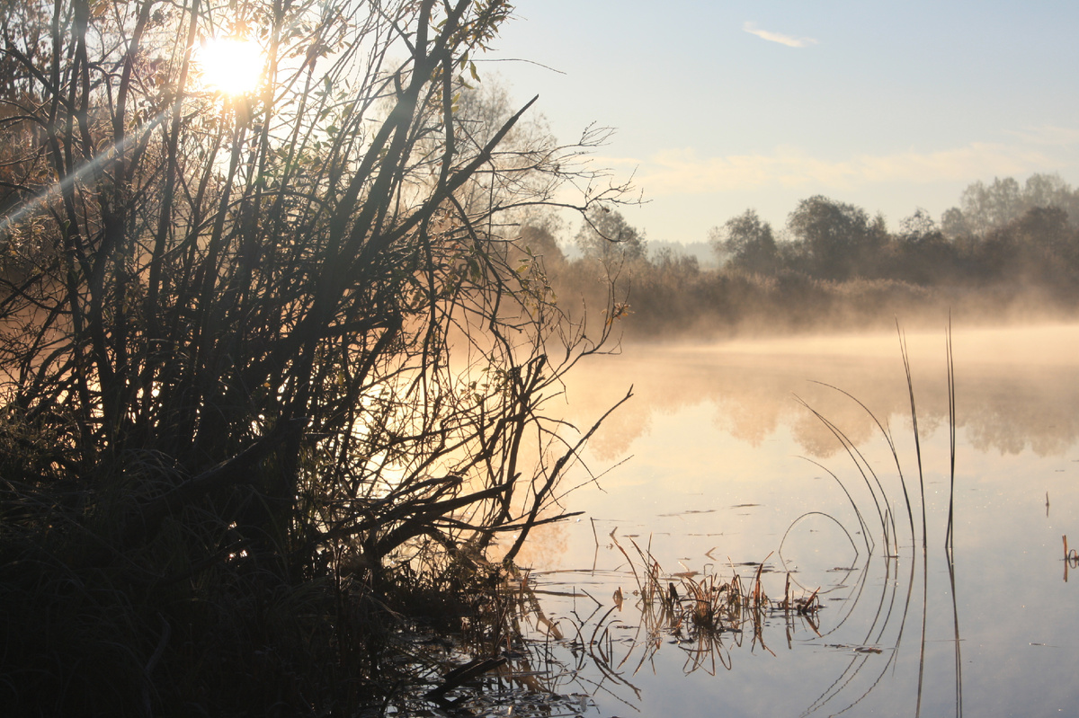 Чем холоднее, тем глубже уходит щука. В ноябре на мелководье остается в основном мелкая и средняя рыба, а крупная смещается на глубину