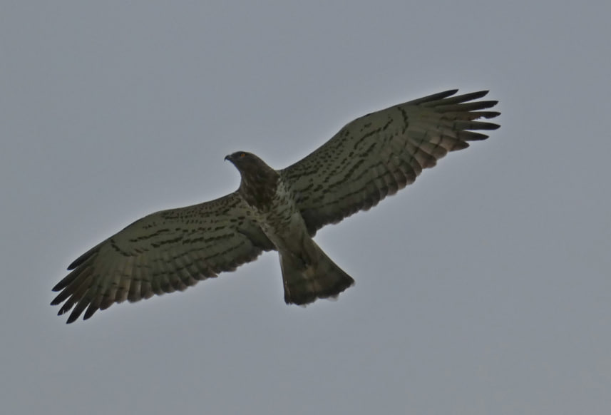 взрослый змееяд