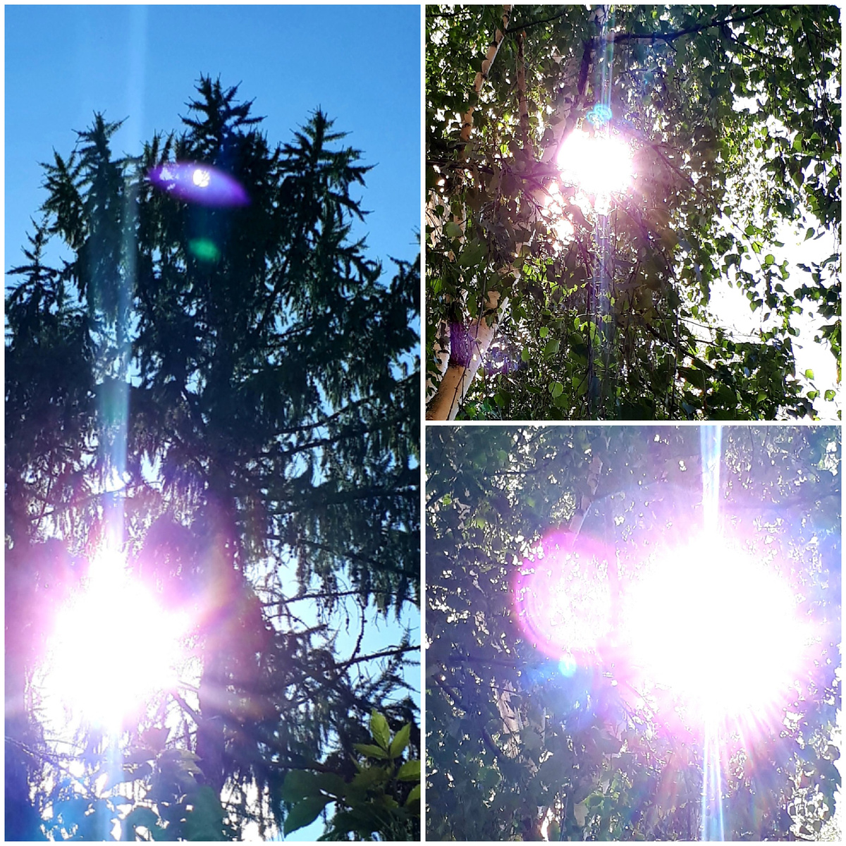 Коллаж автора 17.08.2025г.