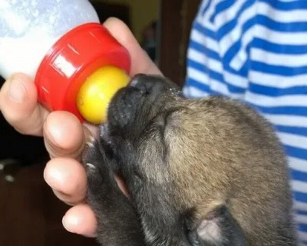 Фото из Яндекса 