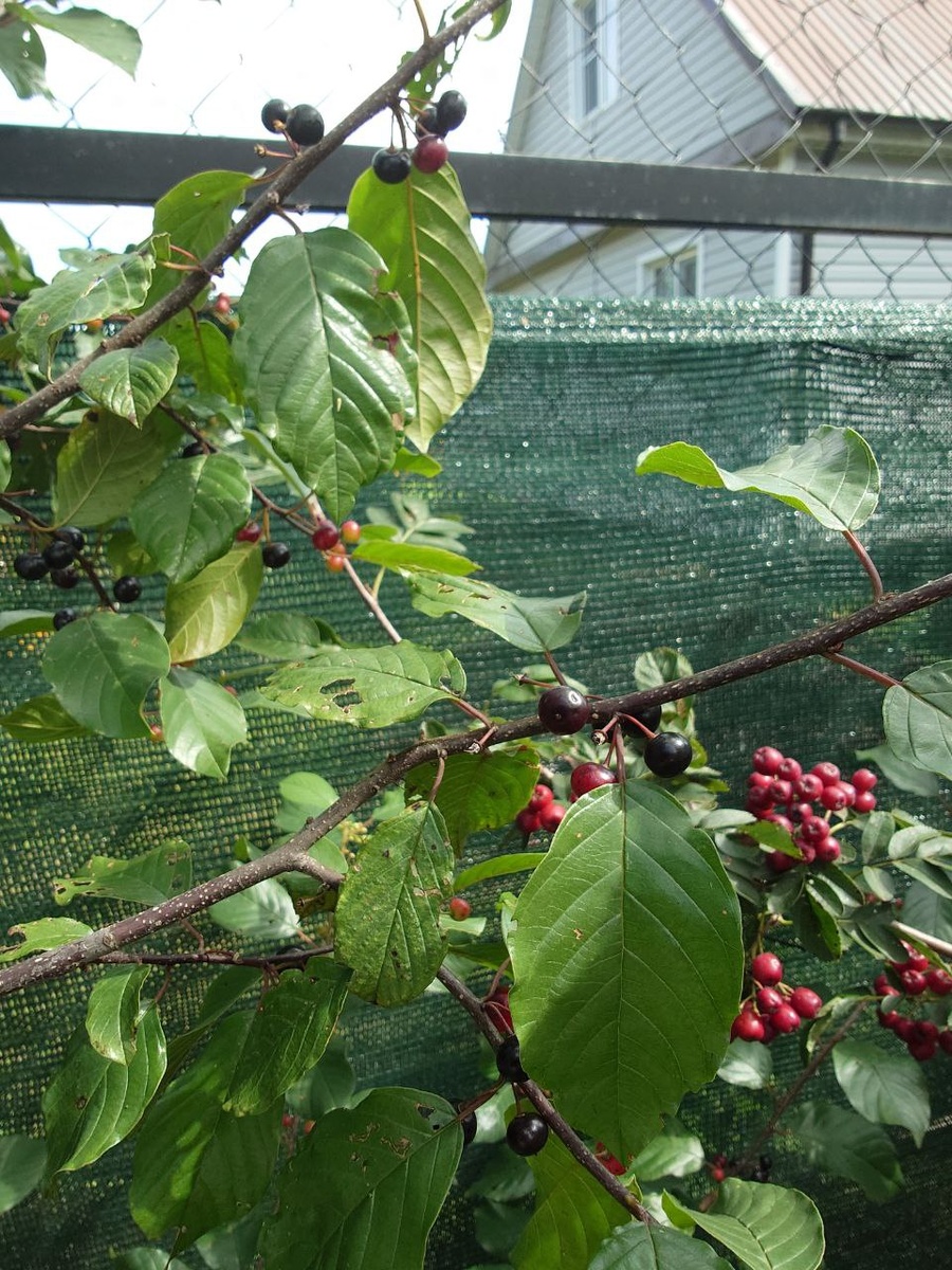 Крушина ломкая