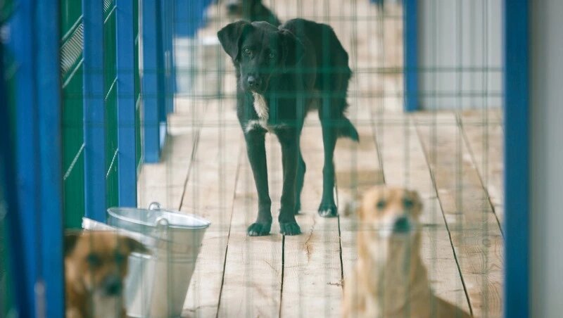      Фото: Дмитрий Ахмадуллин / / ИА «Победа26»