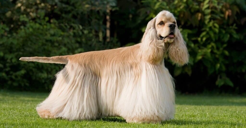 У нас вообще-то побеждает самый маленький и пушистый!