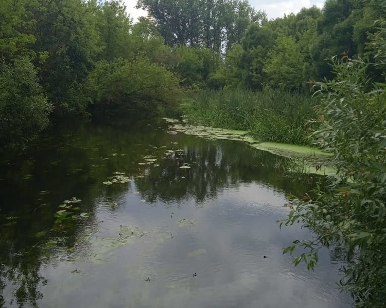     В Курской области утонул 51-летний мужчина в водохранилище хутора Пены