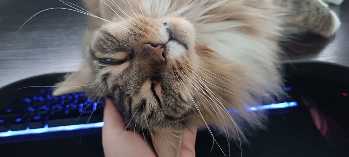 А это Туна на ней. Немножечко падает