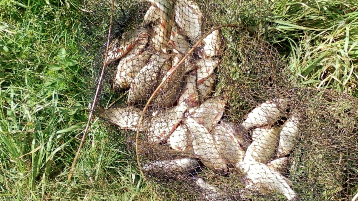 Рецепт уловистой прикормки для карася из хлеба