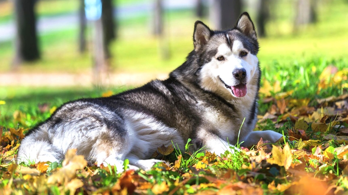 Аляскинский маламут