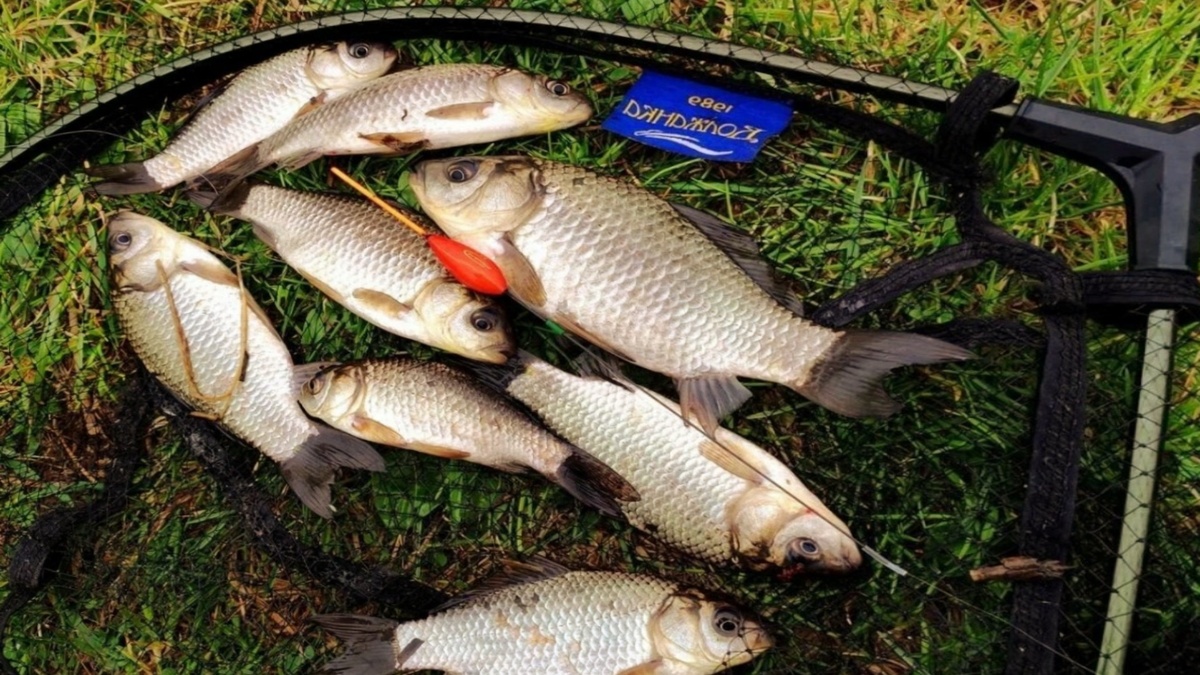 Рецепт прикормки из жмыха подсолнечника