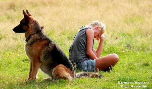 Легко ли убедить собаку слушаться