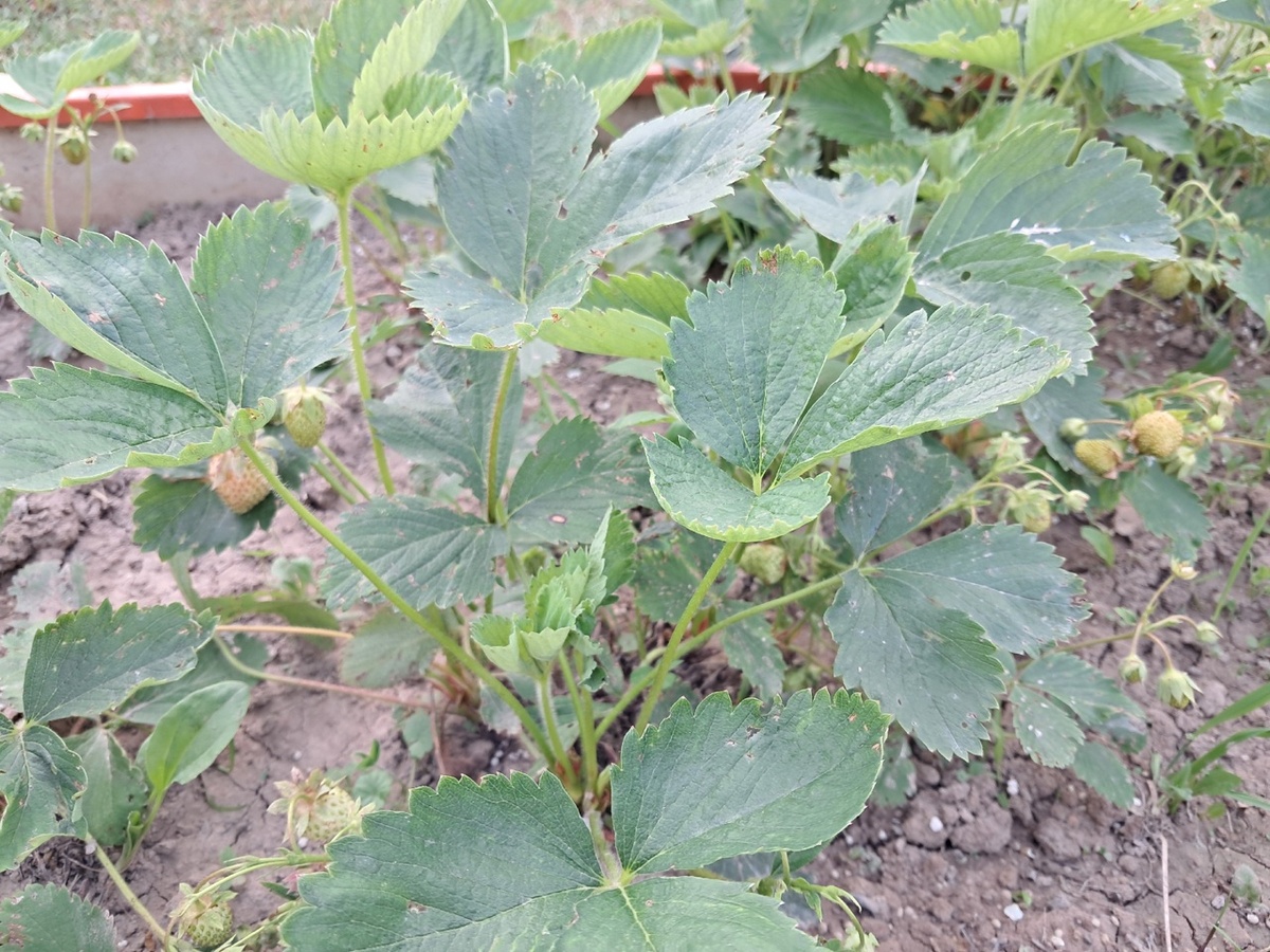 Молодой кустик клубники