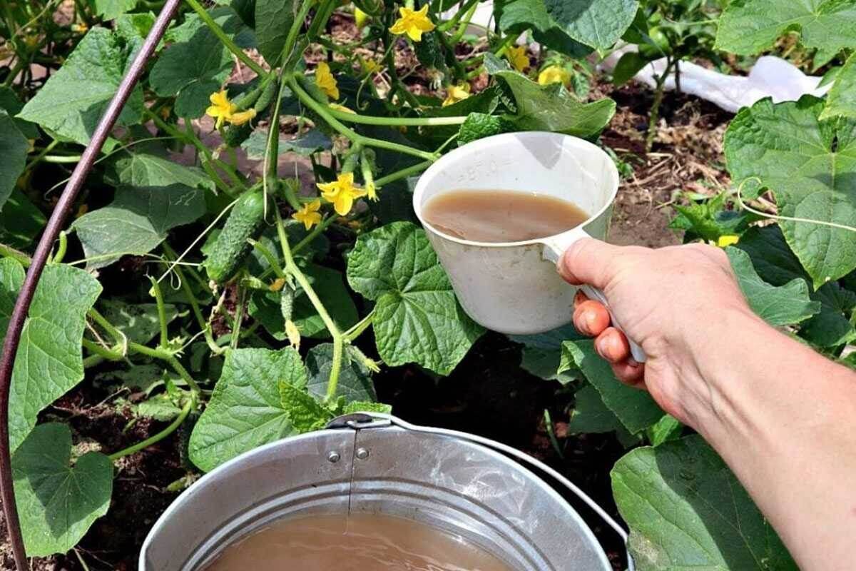 Подкормка огурцов