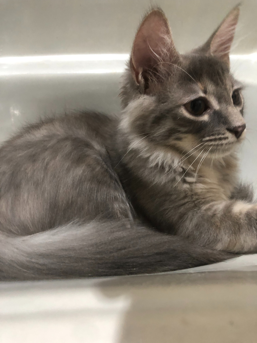 Особая любовь к раковине 