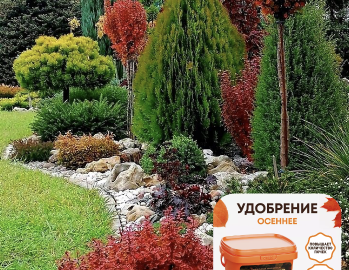 Осенняя подкормка: как применить удобрения от Цыпы Зерноклюевой в августе–октябре