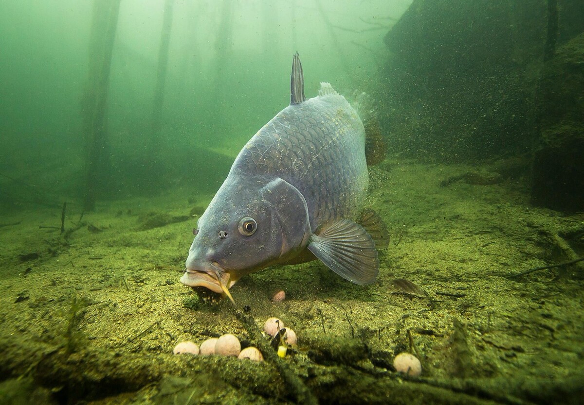Ловля Карпа в Августе! Простые советы