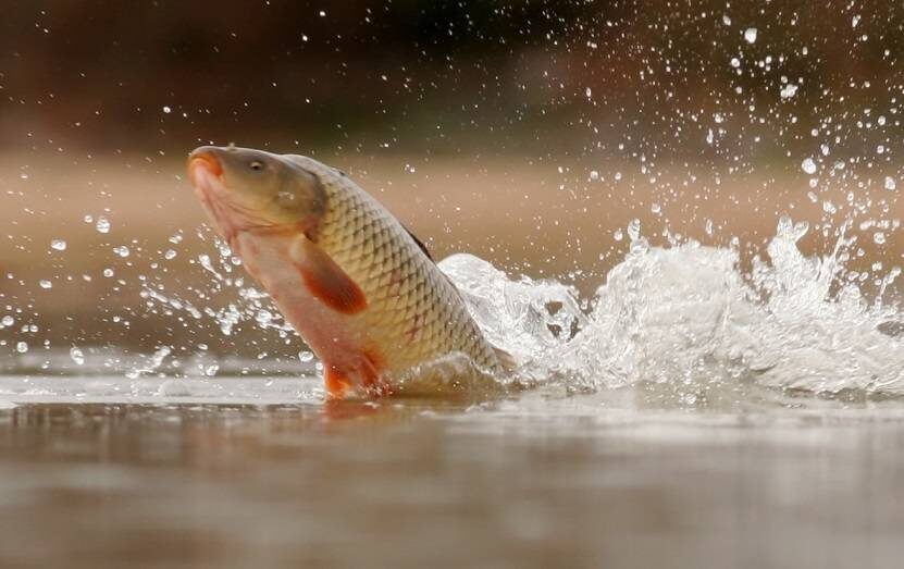 Ловля Карпа в Августе! Простые советы