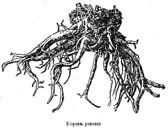 Охотились именно за корневищами ревеня