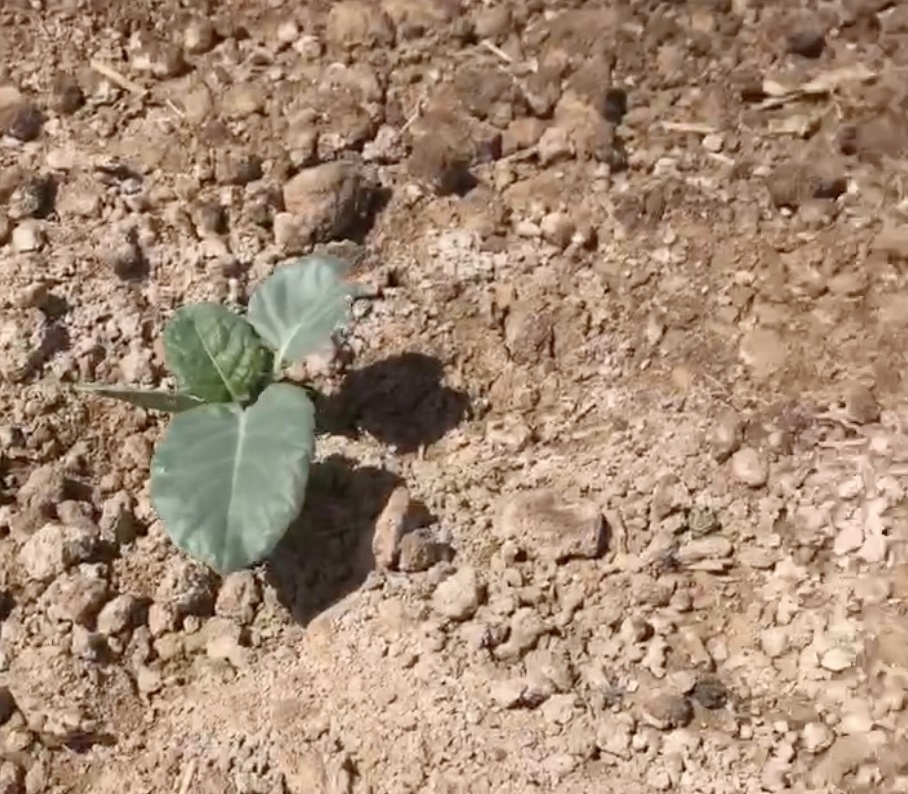 Примерно так.