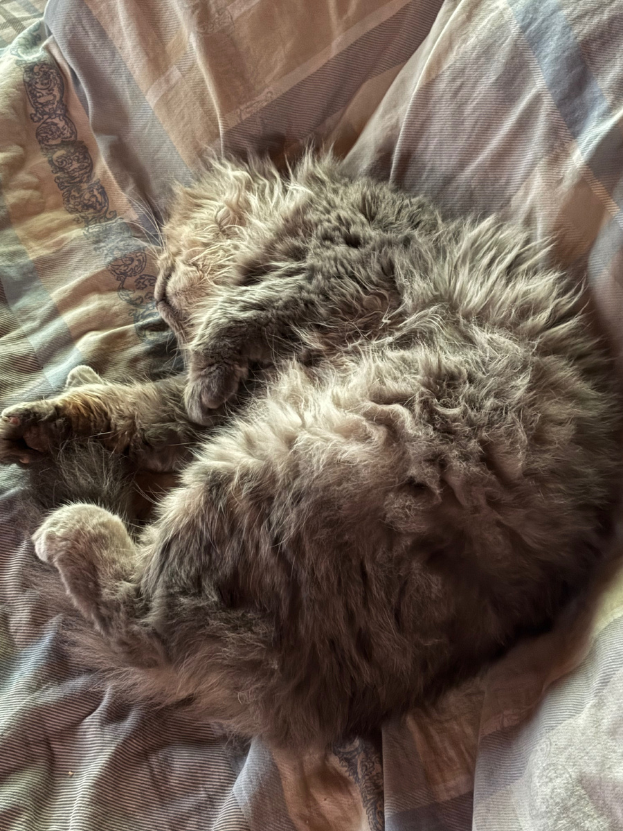 Хозяйка, ты продолжай бухтеть, а я пока посплю! Везде фото автора.