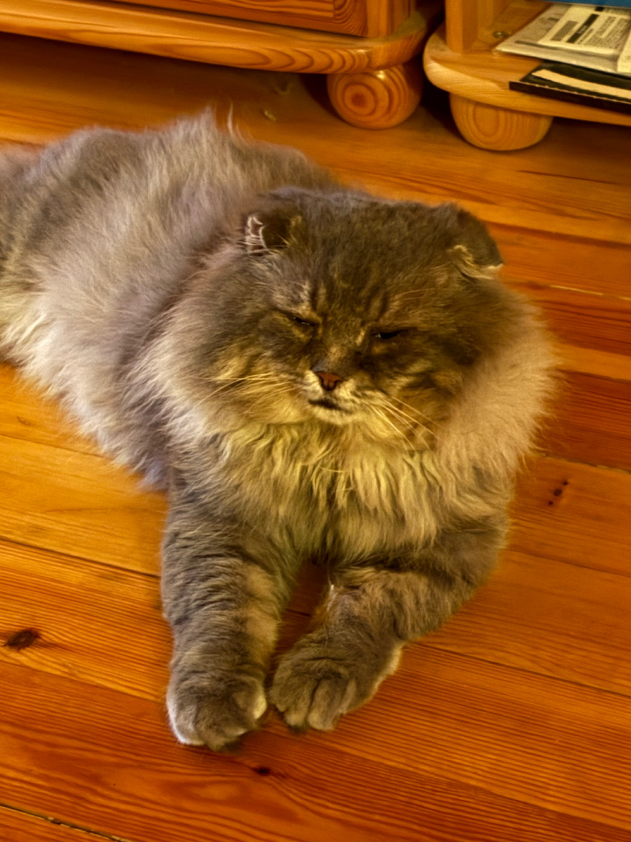 Вот хозяевам делать нечего, ночью по участку бегать!