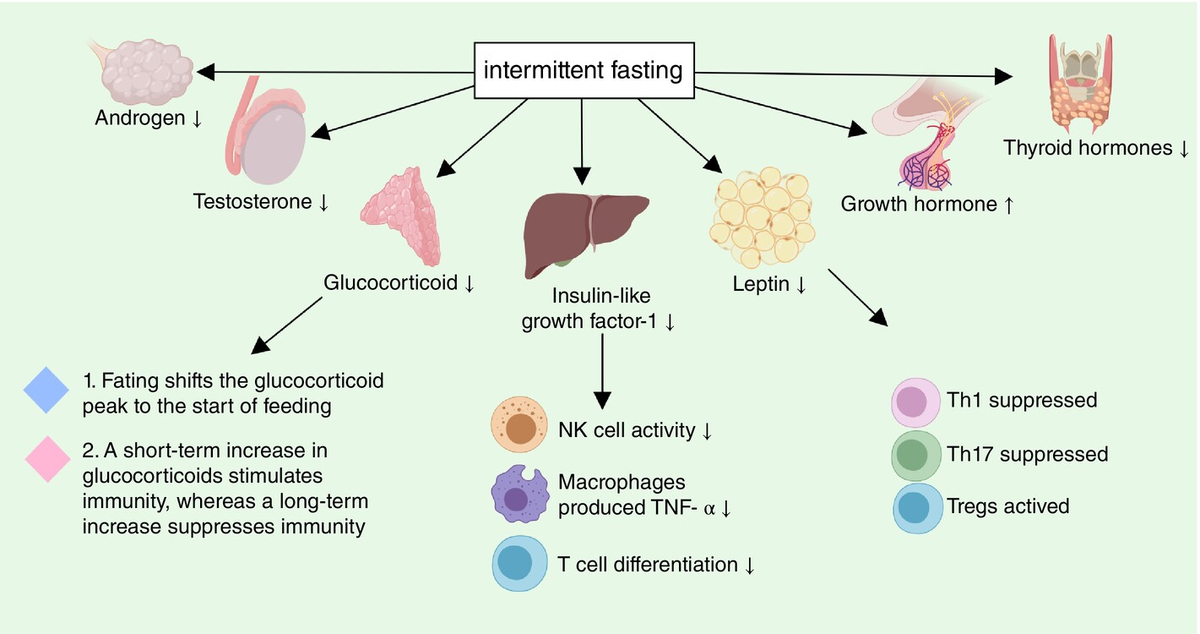 Периодическое голодание может влиять на иммунитет с помощью гормонов. В периоды голодания наблюдается повышение концентрации и смещение сроков пика глюкокортикоидов, а также снижение уровней IGF-1 и лептина. Резкое повышение уровня глюкокортикоидов временно стимулирует иммунную систему; однако хроническое воздействие подавляет ее. Снижение уровня IGF-1 приводит к снижению активности NK-клеток, нарушению дифференцировки Т-клеток и уменьшению продукции TNF-α макрофагами. Кроме того, снижение уровня лептина способствует подавлению Th1- и Th17-клеток и активации регуляторных Т-клеток. IGF-1 — инсулиноподобный фактор роста-1; NK — естественные киллеры; TNF-α — фактор некроза опухоли-α.