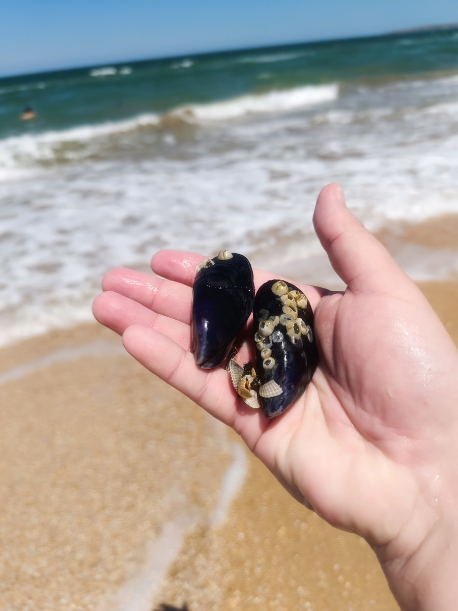 первые две Светины мидии