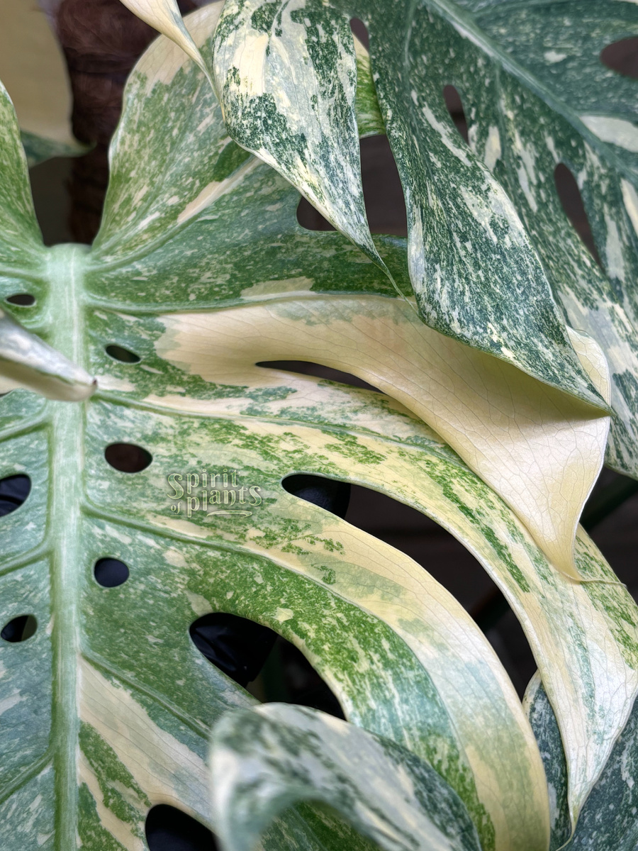 Монстера Легаси