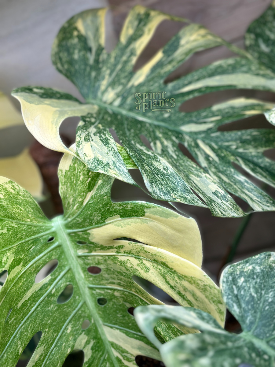 Монстера Легаси