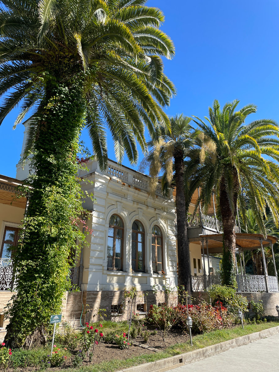 Пальмы в Дендрарии Сочи.